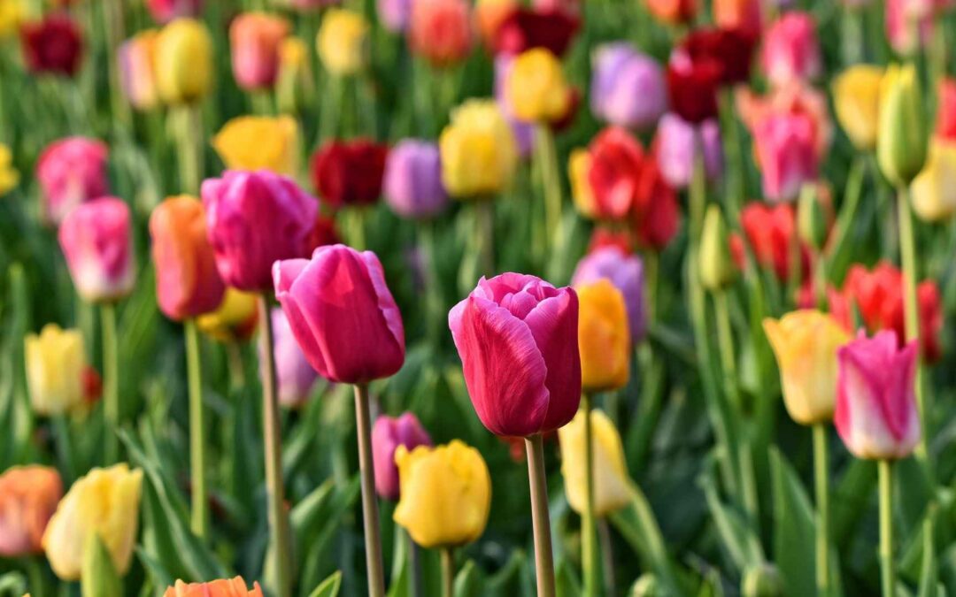 Best Flowers to Plant in the Spring in Southeastern Michigan