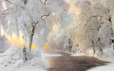 5 Ways to Prevent Winter Damage to Your Landscaping