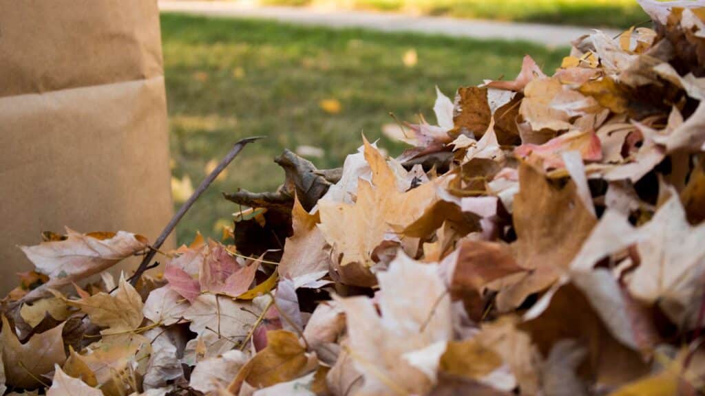 Fall Leaf Clean up